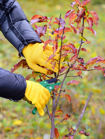 Hands with gloves of gardener doing maintenance work, pruning trees in autumnの写真素材