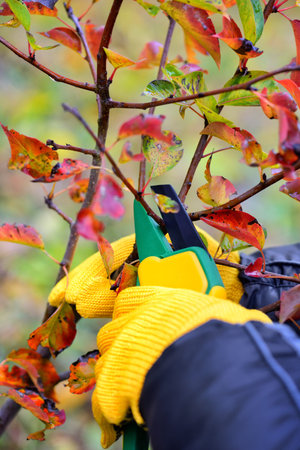 Hands with gloves of gardener doing maintenance work, pruning trees in autumn