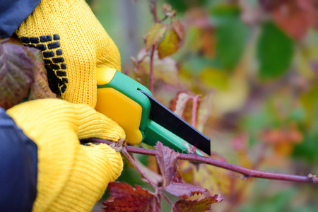 Hands with gloves of gardener doing maintenance work, pruning bushes in autumnの写真素材