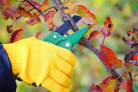 Hands with gloves of gardener doing maintenance work, pruning trees in autumn