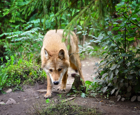 Timber wolf (Canis lupus) hunting in the forestの写真素材
