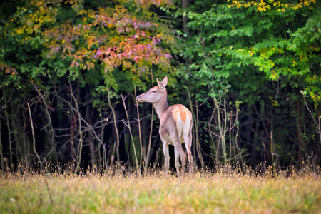 Female Red deer standing in autumn forest. Wild animals in natural habitatの写真素材
