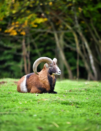 Big european moufflon in the natural environmentの写真素材