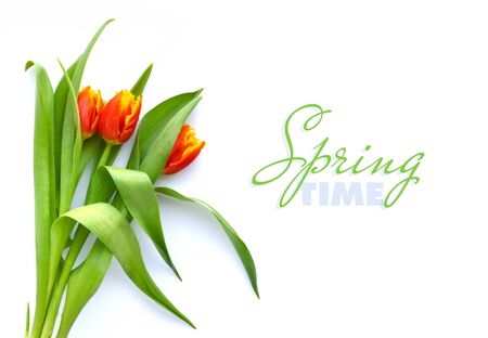 Tulips flowers on white background with empty space. Top view.の写真素材