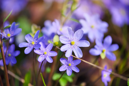 Blooming in the spring forest Hepatica nobilisの写真素材