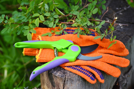Garden gloves with a pruner for working in the gardenの写真素材