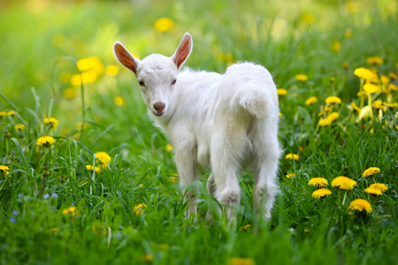White little goat standing on green grass with yellow dandelions on a sunny dayの写真素材