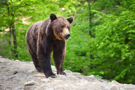 Young brown bear in the summer forest.の写真素材