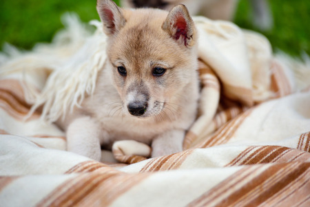 Portrait of cute Siberian Laika on the blanketの写真素材