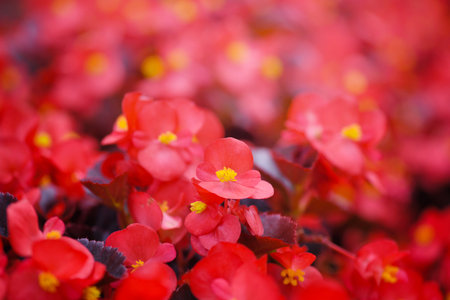 Beautiful flowers of red begonia in the garden. Floral backgroundの写真素材