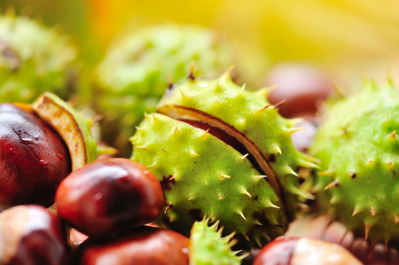 Fresh chestnuts on background autumn leavesの写真素材