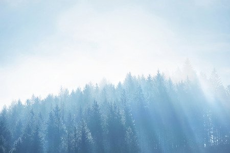 Spruce forest with dense fog and sunrays at the dawn. Autumn morning in the mountains.の写真素材