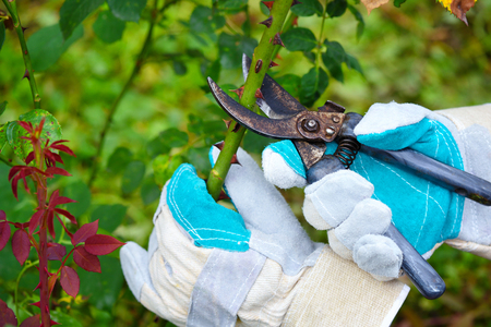 Autumn pruning roses in the garden, gardener's hands with secateursの写真素材