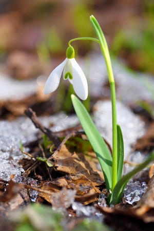 Snowdrops (Galanthus) in the spring forest. Harbingers of warming symbolize the arrival of spring.の写真素材