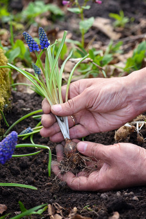 Blue Muscari flowers in gardener's hands prepared for planting. Spring garden works concept