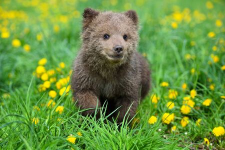 Cute little brown bear cub playing on a lawn among dandelionsの写真素材