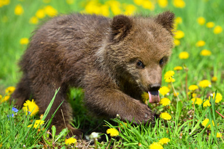 Cute little brown bear cub playing on a lawn among dandelionsの写真素材