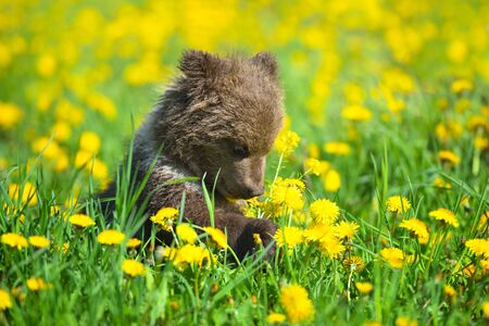 Cute little brown bear cub playing on a lawn among dandelionsの写真素材