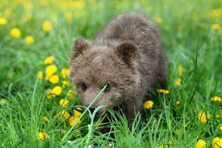 Cute little brown bear cub playing on a lawn among dandelionsの写真素材