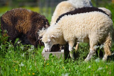 Sheep in nature on meadow. Farming outdoor.の写真素材