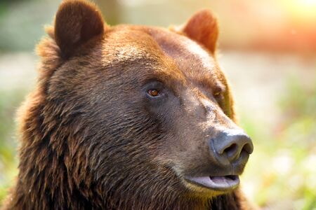 Brown bear portrait. Side view of bear face.の写真素材