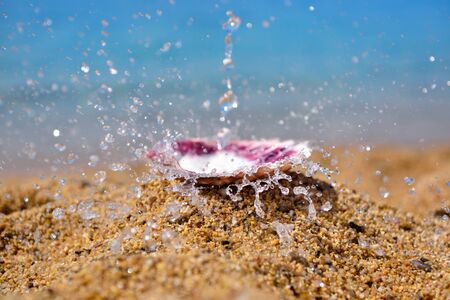 A shell on the beach against the background of the sea and waves. Summer conceptの写真素材