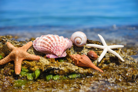 Shells and starfish on stones against the background of the sea on a hot sunny day