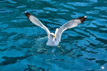 Seagull (Larus michahellis) landing a seagull on the surface of the waterの写真素材