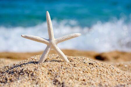 A white starfish on the beach against the background of the sea on a hot sunny dayの写真素材