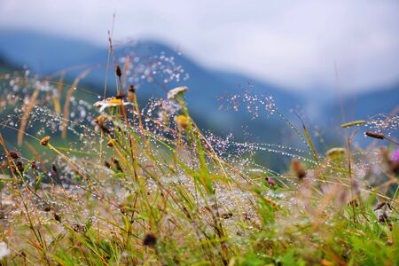 Mountain grass and flowers with dew drops as backgroundの写真素材