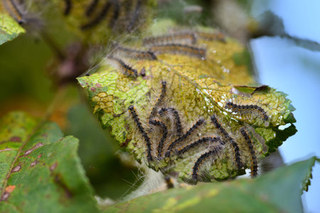Caterpillars of the Aporia crataegi (black-veined white) eating apple leaves, close up macro detail, soft blurry bokehの写真素材