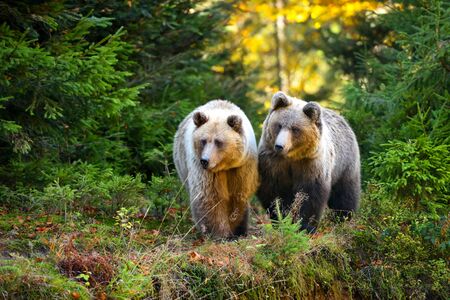 Two young brown bears in the authumn forestの写真素材