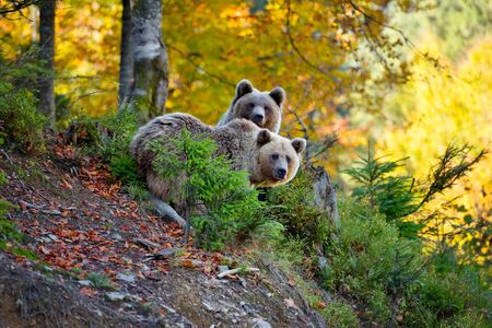 Two young brown bears in the authumn forestの写真素材