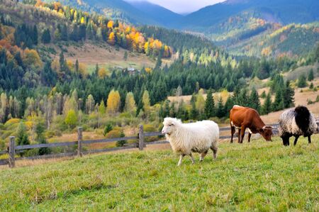Sheep on a pasture against the background of autumn mountainsの写真素材