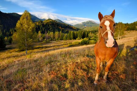 Brown horse on a mountain pasture on the background of sky and autumn mountains. Sunny autumn morning in the Carpathiansの写真素材