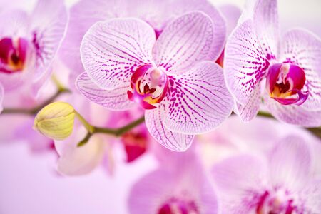 Beautiful orchid flowers on a pink background. Floral backgroundの写真素材