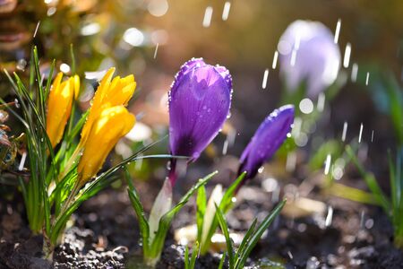 Blooming crocuses with rain in the sunlight (Crocus vernus, spring crocus).の写真素材