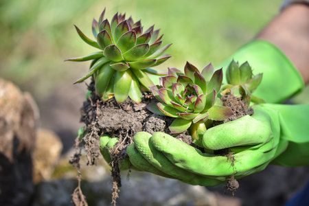 Gardener planting sempervivum plant in the garden. Spring garden works concept