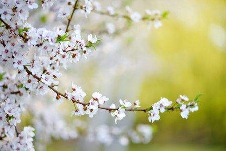 White flowers of Prunus cerasifera. Natural background