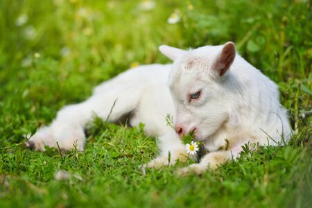 White little goat resting on green grass with daisy flowers on a sunny dayの写真素材