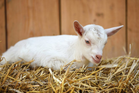 A white baby goat resting on straw bedding near animal penの写真素材
