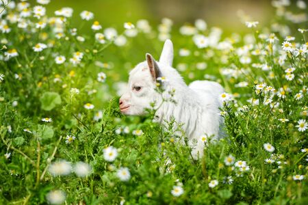 White little goat standing on green grass with daisy flowers on a sunny dayの写真素材