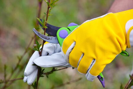Spring pruning the bush. Hands of gardener in gloves with secateurの写真素材