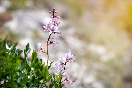 Pink flowers of wild plant Diptam (Dictamnus albus) or Burning Bush, or Fraxinella, or Dittany. Endangered rarity plantの写真素材