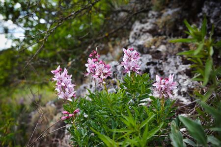 Burning-bush, False Dittany or White Dittany (Dictamnus albus), Ukraineの写真素材