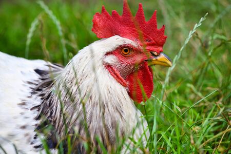 Portrait of white rooster in the green grassの写真素材