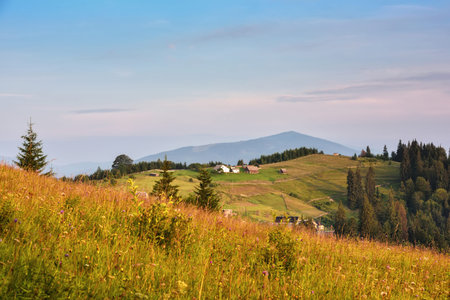 Beautiful mountain landscape with colorful herbs. Carpathian, Ukraine, Europe
