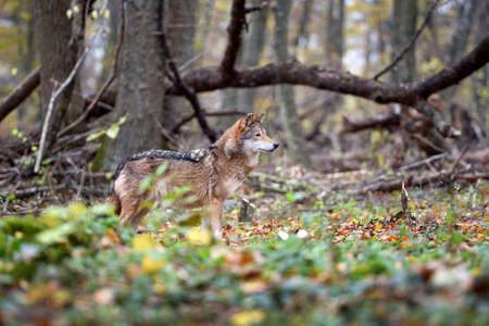 Wolf (Canis lupus) in autumn forest. Gray wolf in natural habitatの写真素材