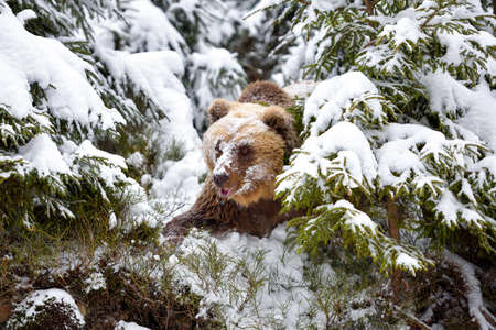Wild brown bear (Ursus arctos) in winter forestの写真素材