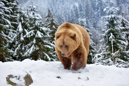 Wild brown bear (Ursus arctos) on the snowの写真素材